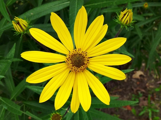 {Helianthus giganteus}